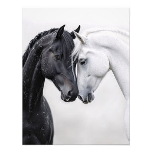 Zwarte en witte hengst paardenkunst foto afdruk