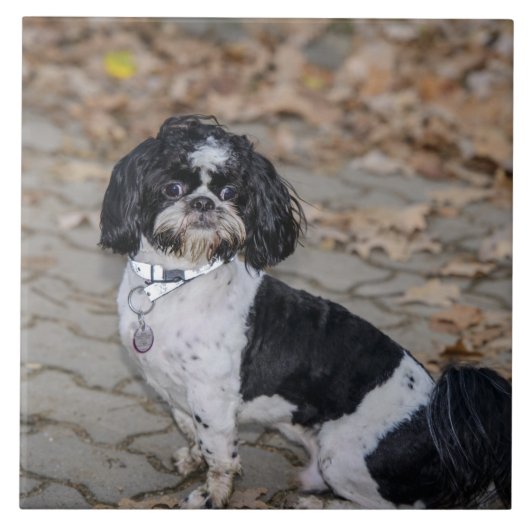 Zwarte en witte hond tegeltje (Voorkant)