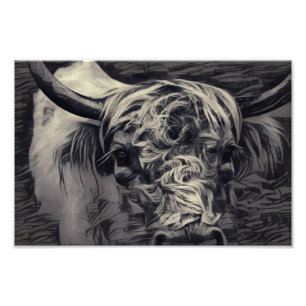 Zwarte en witte Hoogland Koe Foto Afdruk