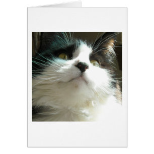 Zwarte en witte kat