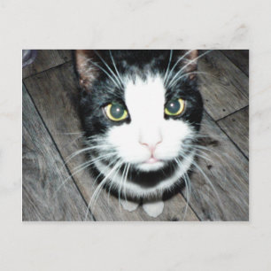 Zwarte en witte kat briefkaart