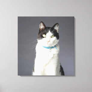Zwarte en witte kat canvas afdruk