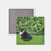 Zwarte en witte kat magneet (Voorkant / Achterkant)