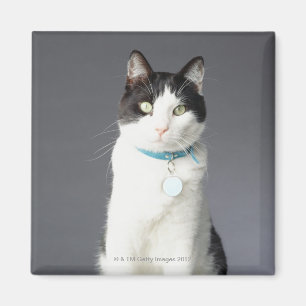 Zwarte en witte kat magneet