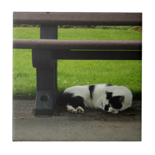 Zwarte en witte kat onder bank tegeltje