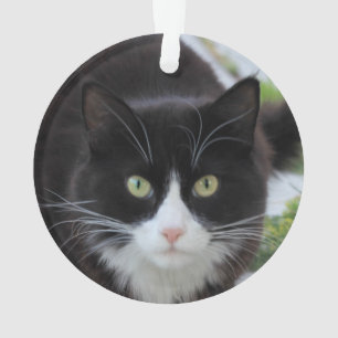 Zwarte en witte kat ornament
