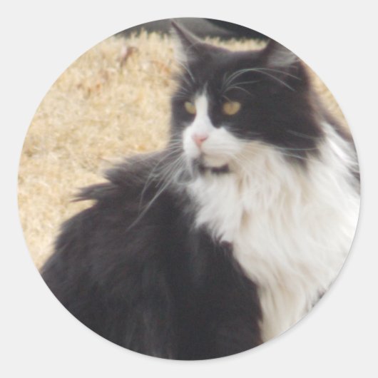 zwarte en witte kat ronde sticker (Voorkant)