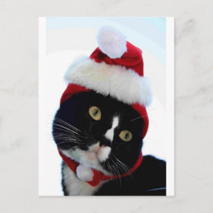 Zwarte en witte kat — Santa Hat, met links geen li Feestdagenkaart