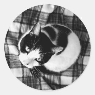Zwarte en witte kat stickers