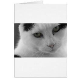 Zwarte en witte katten