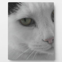 Zwarte en witte katten