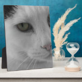 Zwarte en witte katten fotoplaat (Zijkant)