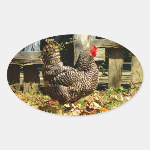 Zwarte en witte kip ovale sticker