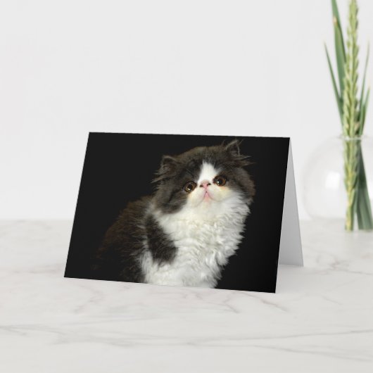 Zwarte en witte kitten kaart (Voorkant)