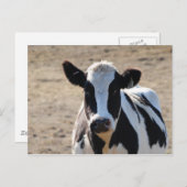 Zwarte en witte koe briefkaart (Voorkant / Achterkant)