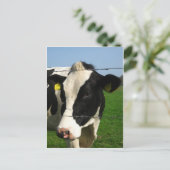 zwarte en witte koe komen dicht briefkaart (Staand voorkant)