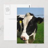 zwarte en witte koe komen dicht briefkaart (Voorkant / Achterkant)