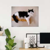 Zwarte en witte langharige kat poster (Thuiskantoor)