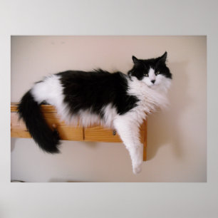 Zwarte en witte langwerpige kat poster