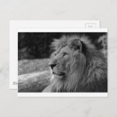 Zwarte en witte leeuw - Wilde dieren Briefkaart (Voorkant / Achterkant)