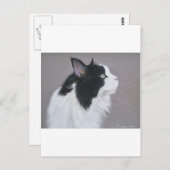 Zwarte en witte Maine Coon kat. Briefkaart (Voorkant / Achterkant)