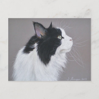Zwarte en witte Maine Coon kat. Briefkaart