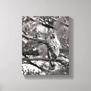 Zwarte en witte Natuur Red schuurde Hawk Canvas Afdruk