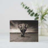Zwarte en witte olifant briefkaart (Staand voorkant)