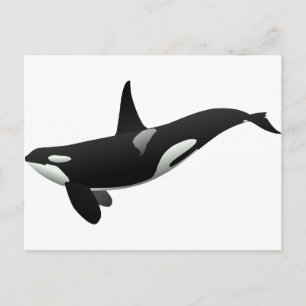 Zwarte en Witte Orca Killer Whale Briefkaart