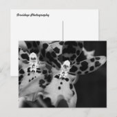 Zwarte en witte orchideeën briefkaart (Voorkant / Achterkant)