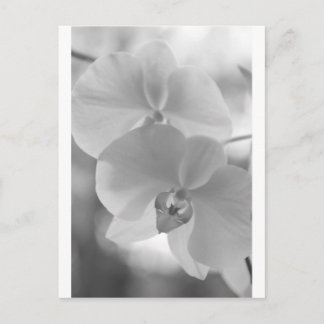 Zwarte en witte orchideeën briefkaart
