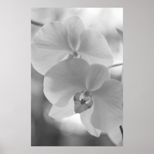 Zwarte en witte orchideeën poster (Voorkant)