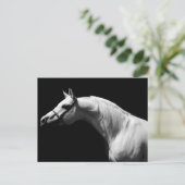 Zwarte en witte paarden briefkaart (Staand voorkant)
