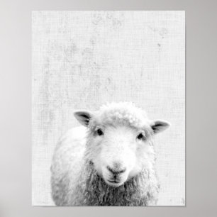 Zwarte en witte peekaboo-schapenminimalistische we poster