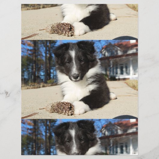 zwarte en witte puppy flyer (Voorkant)