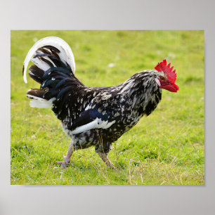 Zwarte en witte rooster die op gras folie holi loo poster