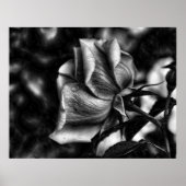 zwarte en witte schets van roos poster (Voorkant)