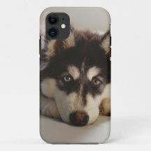 Zwarte en witte siberische husky