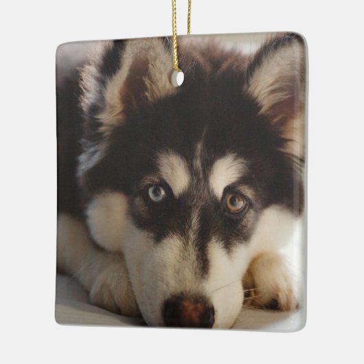 Zwarte en witte siberische husky keramisch ornament (Links)
