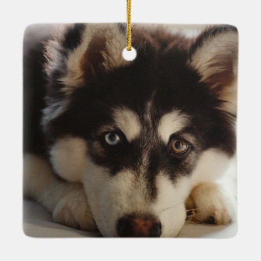 Zwarte en witte siberische husky keramisch ornament (Achterkant)