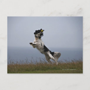 zwarte en witte Springer-spaniel met Briefkaart