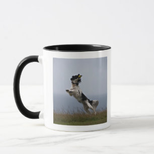 zwarte en witte Springer-spaniel met Mok