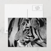 Zwarte en witte tijger briefkaart (Voorkant / Achterkant)