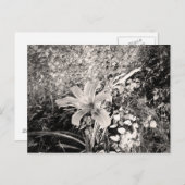 zwarte en witte tijger Lily-bloem Briefkaart (Voorkant / Achterkant)