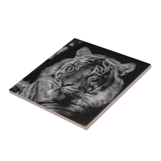 Zwarte en witte tijger tegeltje (Zijkant)