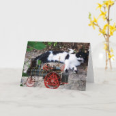 ZWARTE EN WITTE TURKSE CAT PIERO KAART (Gele Bloem)