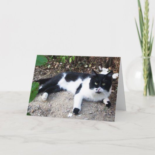 ZWARTE EN WITTE TURKSE CAT PIERO KAART (Voorkant)