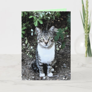 ZWARTE EN WITTE TURKSE CAT RONIN KAART