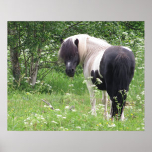 Zwarte en witte verf Pony in gras en bloemen Poster