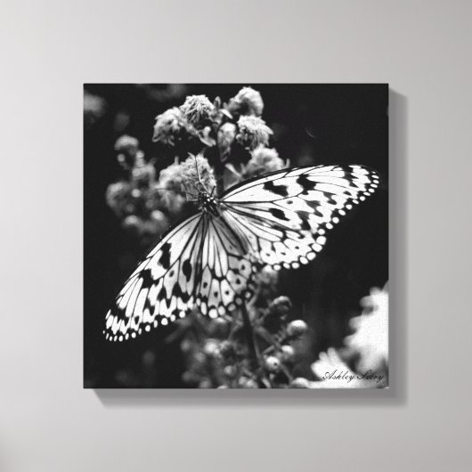 Zwarte en witte vlinder canvas afdruk (Voorkant)